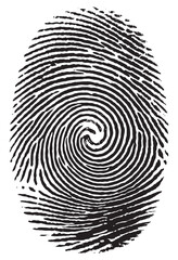 Fingerprint vector graphics with transparent background for biometric scanning and identity verification purposes. Clean and detailed design for security apps, digital locks, and privacy concepts.