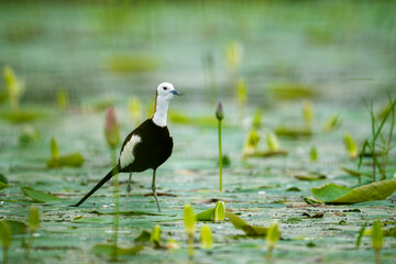 Long-toed Wader Balancing and Feeding on Lily Pads