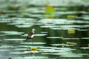Nesting Behavior of Baya Weaver in Natural Habitat