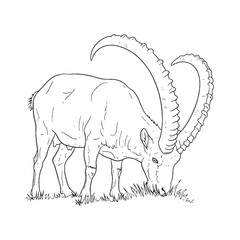 Full Ibex Essential Nature Glimpse - Ibex vector - Ibex Line art - Ibex Drawing - Vector Lineart of Ibex - Ibex illustration - vector of ibex

