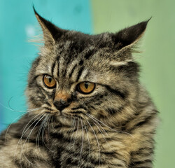 close up portrait of a cat