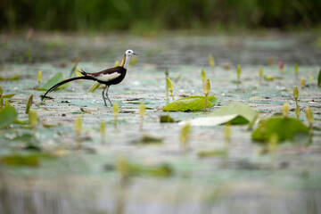 Jacana Traversing Dense Floating Flora in Calm Waters