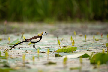 Pheasant-tailed Jacana Giving Alarm Calls Near Concealed Nest

