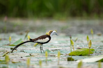 Pheasant-tailed Jacana Giving Alarm Calls Near Concealed Nest

