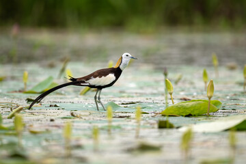 A Pheasant-tailed Jacana produces distinct warning calls close to its hidden nest, showing strong territorial behavior in a lush aquatic habitat.
