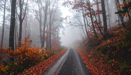 Winding road through foggy autumn forest.