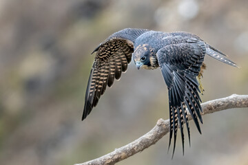 Juvenile Peregrine Falcon in Flight over Cliffside