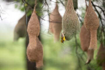 Baya Weaver Bird Weaving Grass Nest with Precision