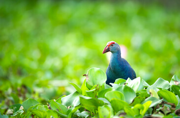 Swamphen Exploring Marsh with Graceful Steps