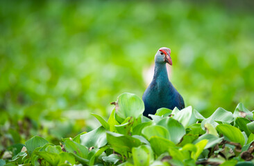 Swamphen Exploring Marsh with Graceful Steps