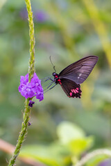 The Doris Longwing Butterfly close up in the garden, heliconius doris, Laparus doris, Tropical butterfly