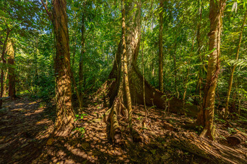 A towering kapok tree in the Amazon rainforest, surrounded by dense greenery and smaller plant species