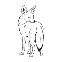 Deepest Jackal Resilience Capacity - Jackal vector - Jackal Line art - Jackal Drawing - Vector Lineart of Jackal - Jackal icon - its enduring hardy unchanging soul

