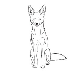 Pointed Jackal Ear Feature Contour - Jackal vector - Jackal Line art - Jackal Drawing - Vector Lineart of Jackal - Jackal illustration - its primary defining physical characteristic


