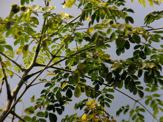 Low angle view of moringa oleifera tree branches filled with small, vibrant green leaves, reaching towards a pale blue sky. Natural sunlight illuminates the foliage.