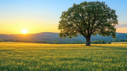 Golden Horizon Over a Grassy Meadow: A lone, majestic tree stands silhouetted against a breathtaking sunset, its lush canopy casting long shadows over a vibrant meadow.