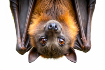 Close Up of Hanging Fruit Bat on Transparent Background