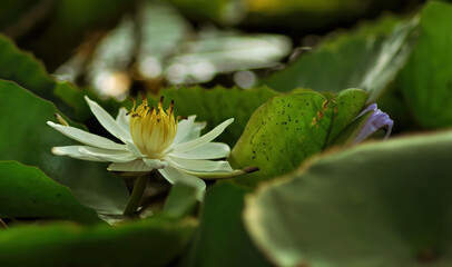 close up of a white flower