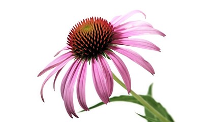 A close up of a pink coneflower with a dark center against a white background in bright light