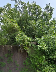 Fototapeta premium Lush green foliage thrives behind a weathered wooden fence, creating a vibrant natural barrier.