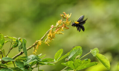 bumblebee on yellow flower
