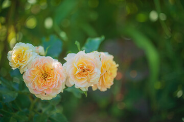 Peach roses flourish vibrantly in a lush garden, basking in the gentle warmth of sunlight