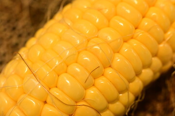 close up of corn