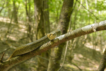 アオダイショウ