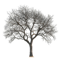 Elm Tree isolated on a transparent background