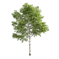 Beech Tree isolated on a transparent background