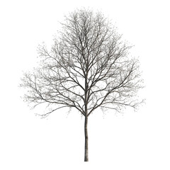 Obraz premium Beech Tree isolated on a transparent background