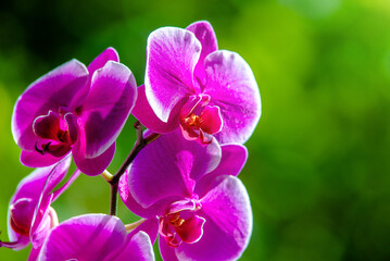  Purple Orchid branch on green natural background
