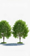 Obraz premium green tree on white background, Three green trees with full foliage stand isolated on clean white background. Photorealistic digital models showcase natural elements with detailed wood trunks, leafy b