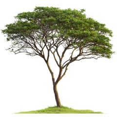 Fototapeta premium Acacia Tree isolated on a transparent background