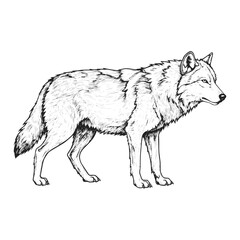Fototapeta premium wild wolf cool sketch hand dawn drawing vector illustration
