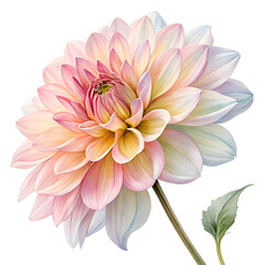Obraz premium Watercolor Dahlia Flower Illustration with Stem and Leaf on transparent background