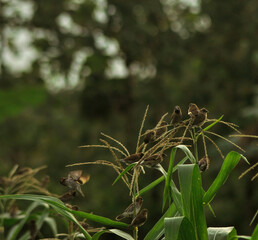 sparrows on a plant