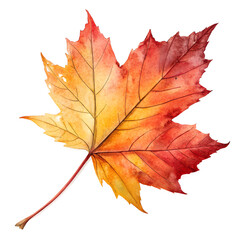 Watercolor Maple Leaf in Autumn Colors on Transparent Background