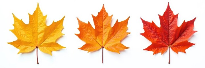 Crisp autumn maple leaf, isolated on white, rich color , autumnal, photography