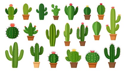 Collection of various cactus plants in pots