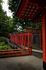 Torii Gates Surrounded by Lush Greenery at Nezu Shrine, Tokyo