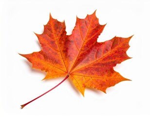 Obraz premium Autumnal red maple leaf isolated on white, 