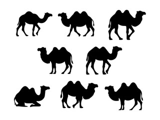 Collection of diverse camel silhouettes in various poses and movements isolated on white background