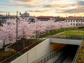 Blooming Japanese cherry trees at the Millenary Public Park in Budapest, Hungary. These are the...