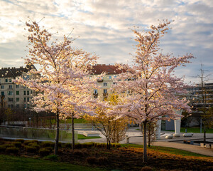 Blooming Japanese cherry trees at the Millenary Public Park in Budapest, Hungary. These are the first blooming trees in springtime.