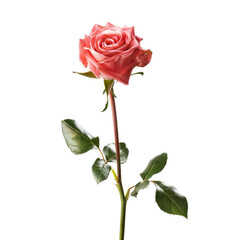 Fototapeta premium Single pink rose, studio shot