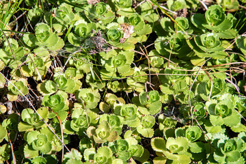 Lush Sedum (stonecrop) plants create a vibrant natural green botanical background closeup view