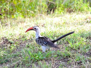 A Red-billed Hornbill in the Tarangire national park