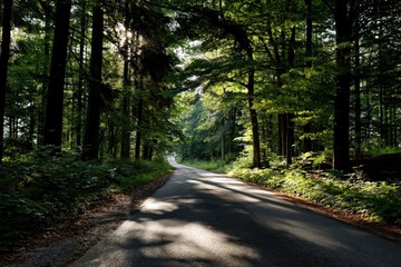 Fototapeta premium The sun shines beautifully through tall trees in the peaceful woods