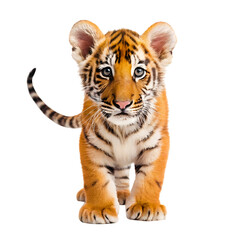 Obraz premium tiger isolated on white